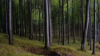 Beech forest.