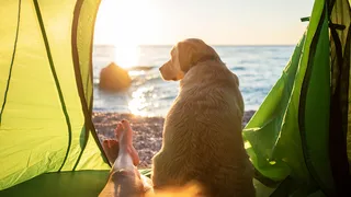 A dog looks at the sea from a tent